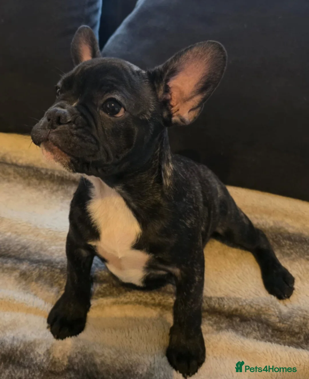 French Bulldog dogs for sale: Stunning boy  - Advert 2