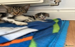 Mixed Breed cats for sale: Little kittens  - Image 2