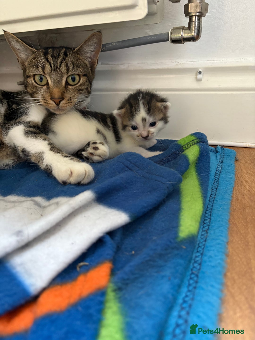Mixed Breed cats for sale: Little kittens  - Image 2