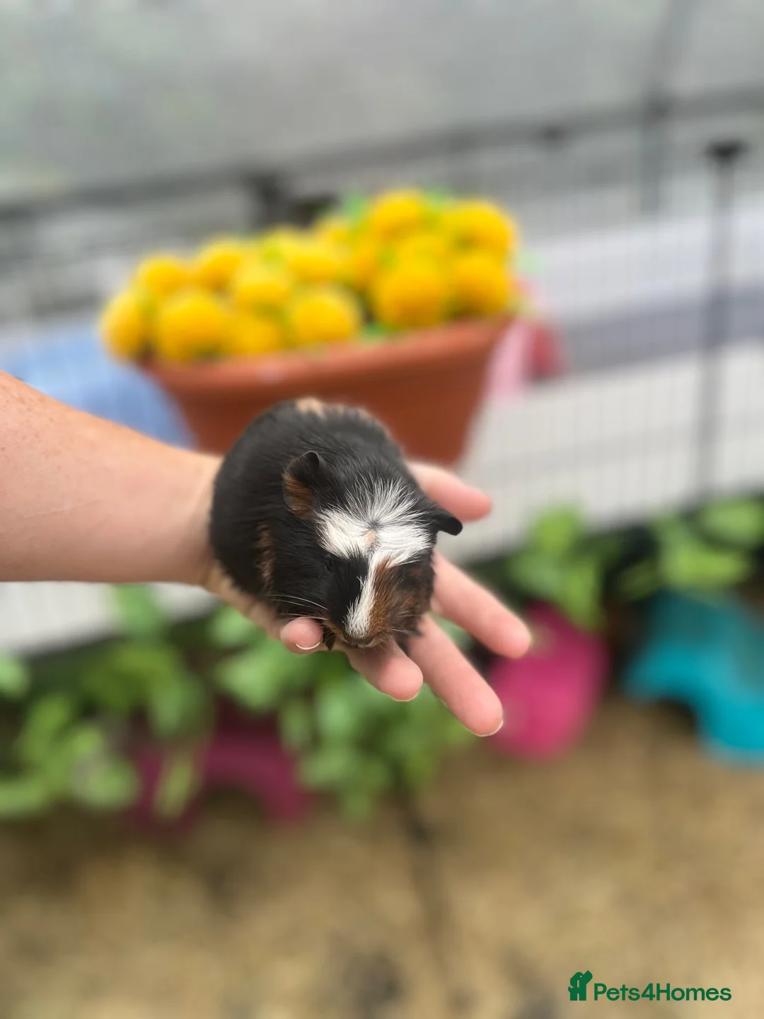 Guinea Pig rodents for sale: Guinea Pigs - Advert 3
