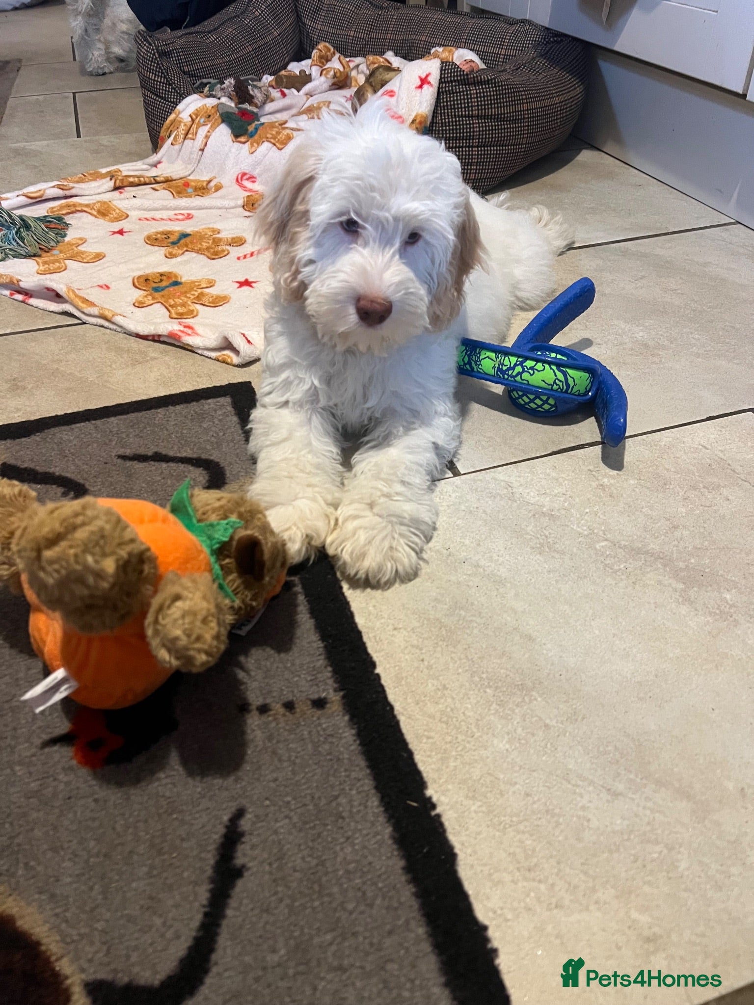Cockapoo dogs F1 cockapoo puppy 1boy remaining  - Advert 2