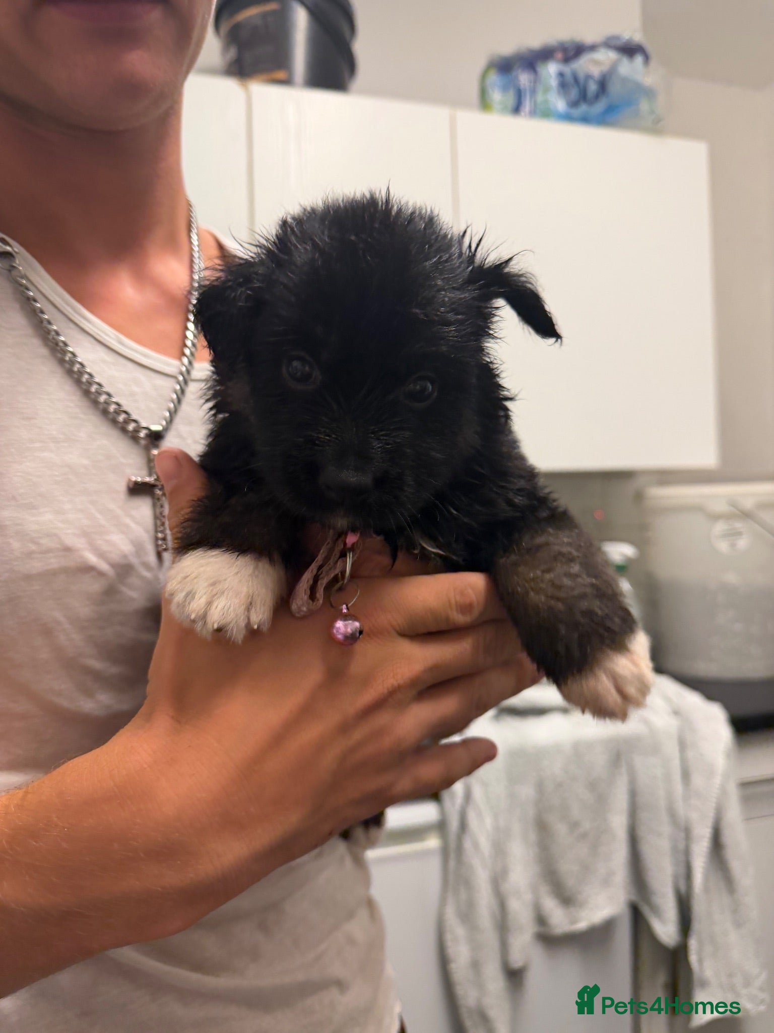 Shepsky dogs Beautiful shepsky pups for sale ONLY 3 GIRLS LEFT! - Advert 6