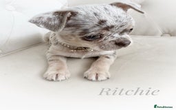 Chihuahua dogs for sale: Long coat KC reg girl READY NOW - Image 20