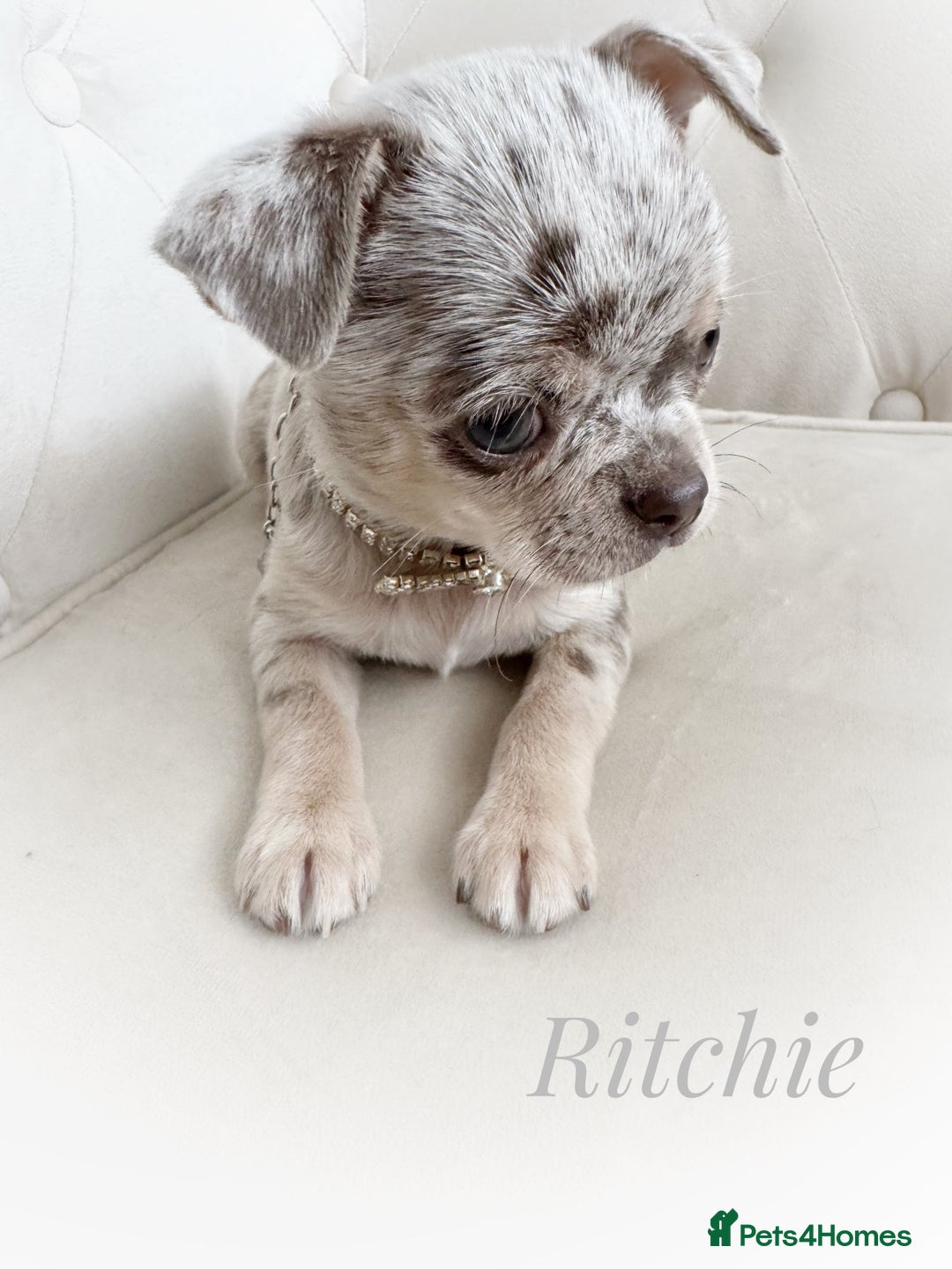 Chihuahua dogs for sale: Long coat KC reg girl READY NOW - Image 20