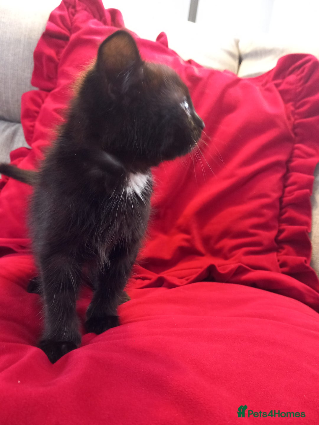 Domestic Shorthair cats for sale: Last beauty left, fluffy short hair small kitten - Image 4