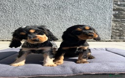 Cocker Spaniel dogs for sale: KC Health tested show type cocker spaniel puppies - Image 5