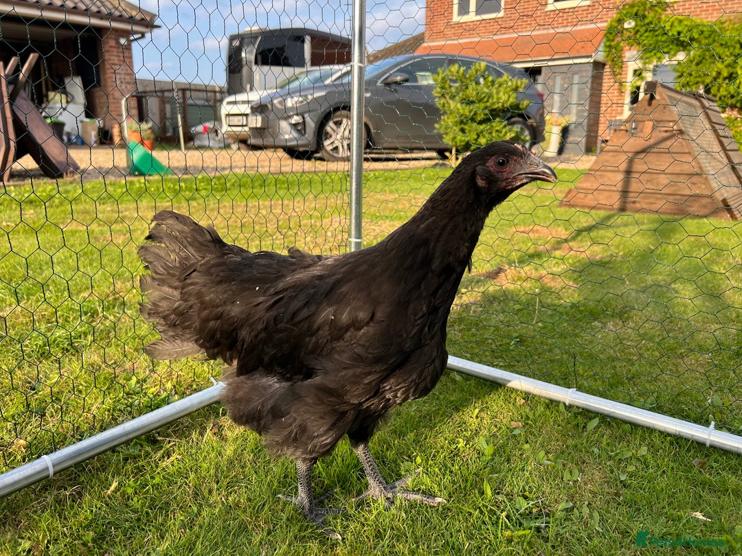 Chickens poultry for sale: Brahmas/Jersey giants - Image 4