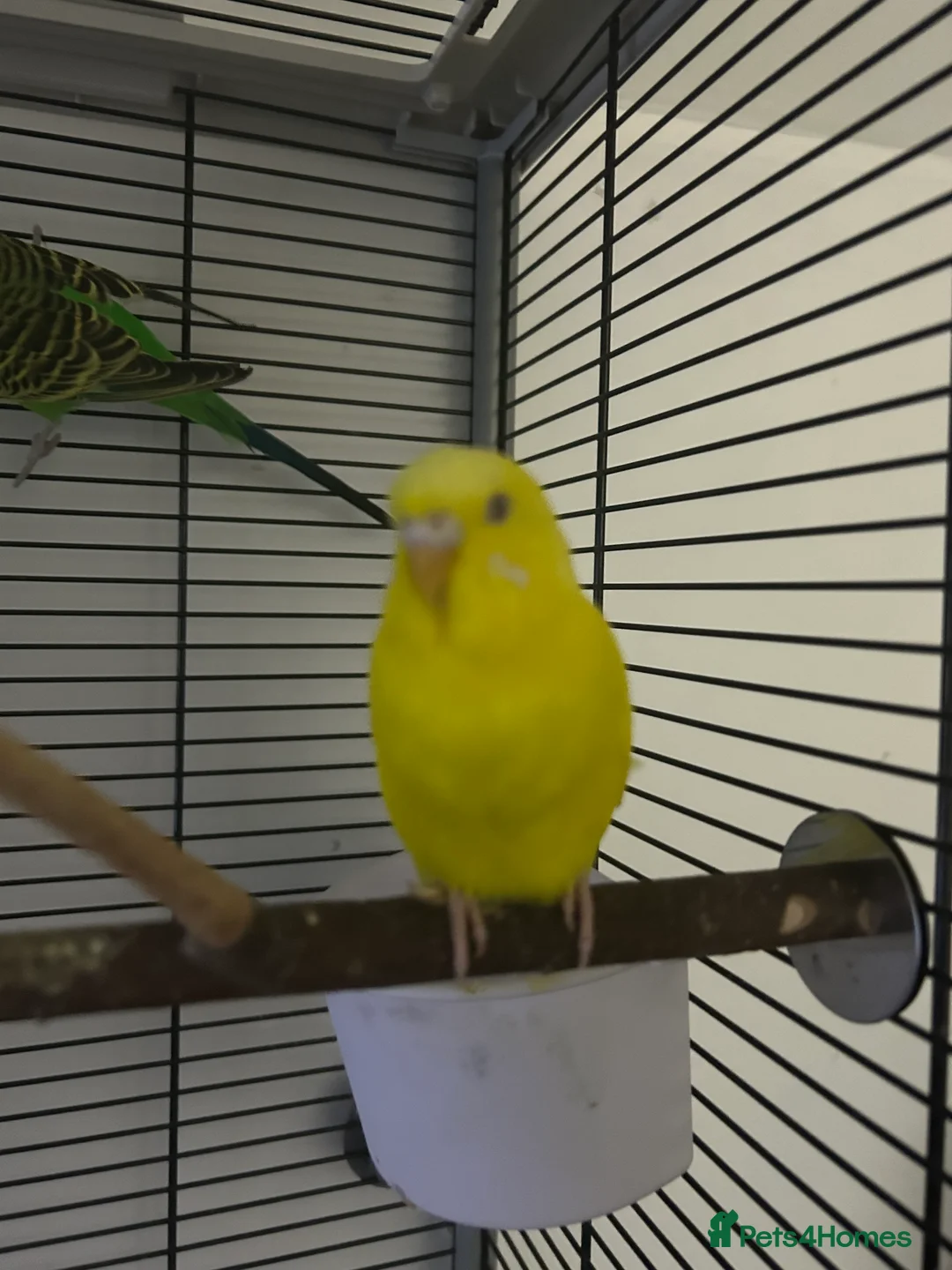 Budgerigars birds for sale: Tom and Jerry  - Advert 4