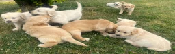 Golden Retriever dogs for sale: Gorgeous KC Registered Puppies in Sudbury - Advert 6