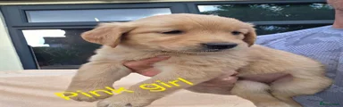 Golden Retriever 7