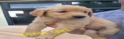 Golden Retriever dogs for sale: Extensively Health Tested Kc Reg Pups in Doncaster - Advert 6