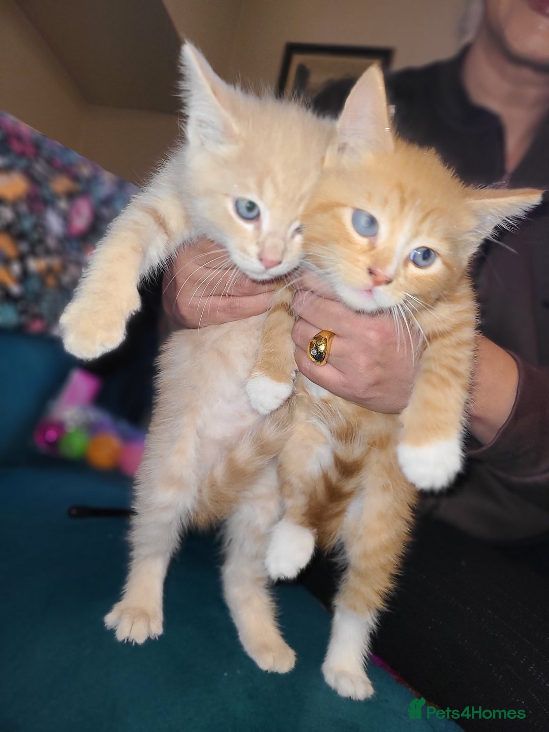 Mixed Breed cats for sale: Ginger girl & boy kitten  - Advert 3