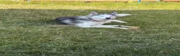 Siberian Husky dogs for sale: Female Siberian Husky  - Advert 3