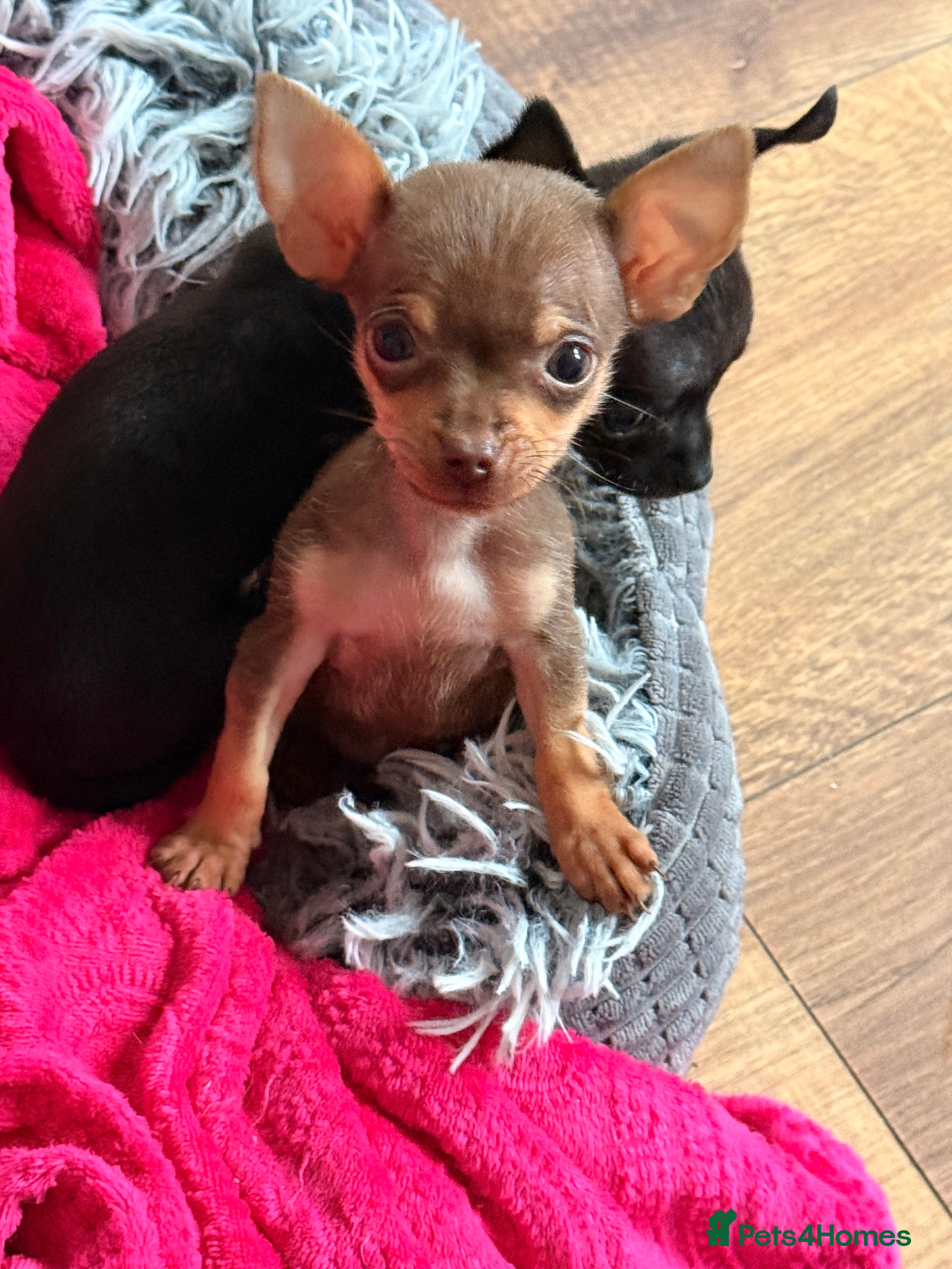 Chihuahua dogs 🤎Adorable  Chocolate Chi Boy ready to go 🤎 - Advert 2