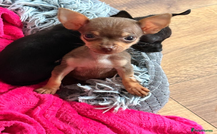 Chihuahua dogs ❣️❣️❣️Adorable Ci looking for forever home ❣️❣️ - Advert 1