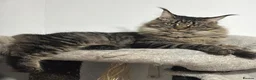 Maine Coon cats for sale: PURE RUSSIAN  MAINE COON KITTENS - Advert 1