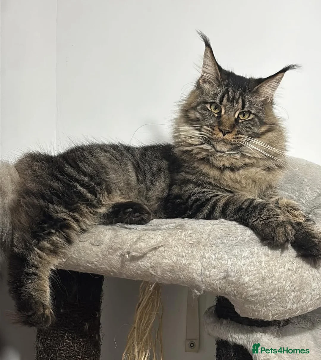 Maine Coon cats for sale: PURE RUSSIAN  MAINE COON KITTENS - Advert 1