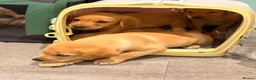 Labrador Retriever dogs for sale: Quality Labrador puppies  - Advert 8