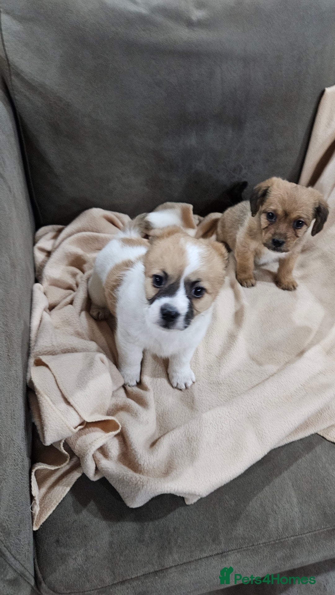 Mixed Breed dogs for sale: Shitzu cross jack Russell  - Advert 7