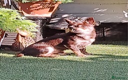 Chihuahua dogs for sale: Chihuahua puppies  - Image 19