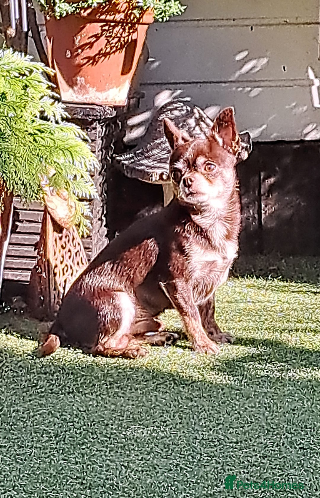 Chihuahua dogs for sale: Chihuahua puppies  - Image 19
