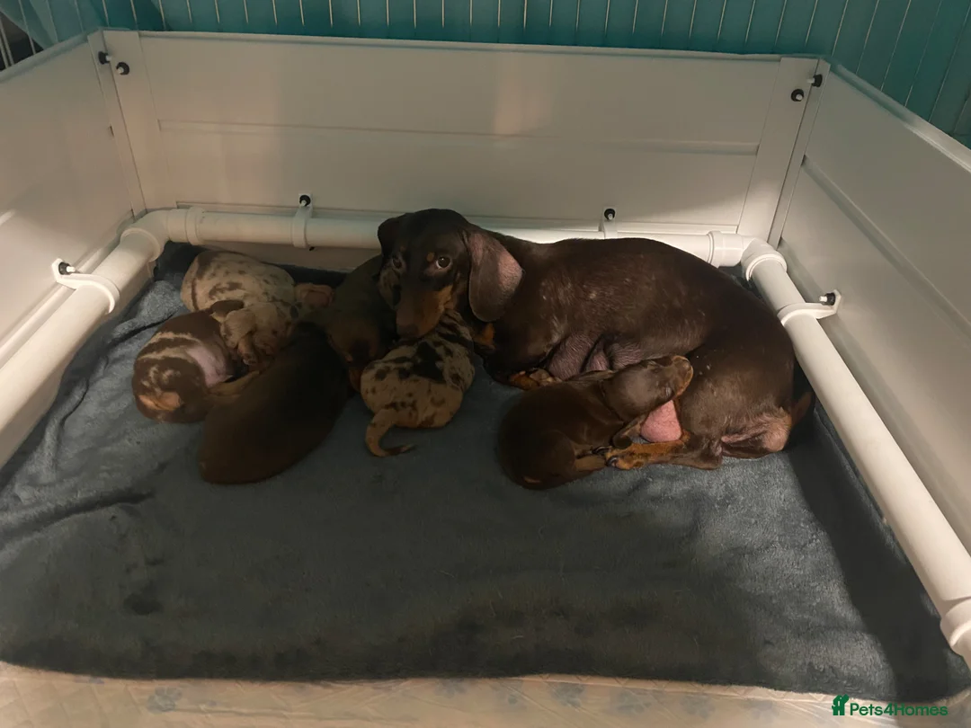 Miniature Dachshund dogs for sale: 2 beautiful little girls  - Advert 1