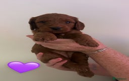 Cockapoo dogs for sale: **REDUCED** READY TO GO GIRL MINIATURE COCKAPOOS  - Image 14