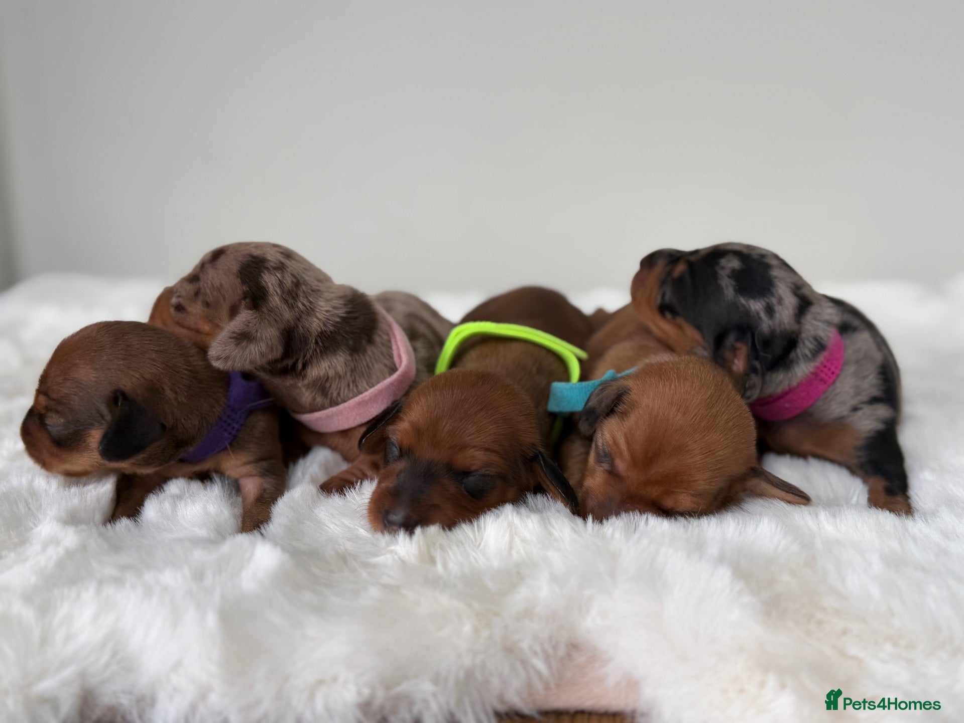 Dachshund dogs dachshund puppies For sale  - Advert 1