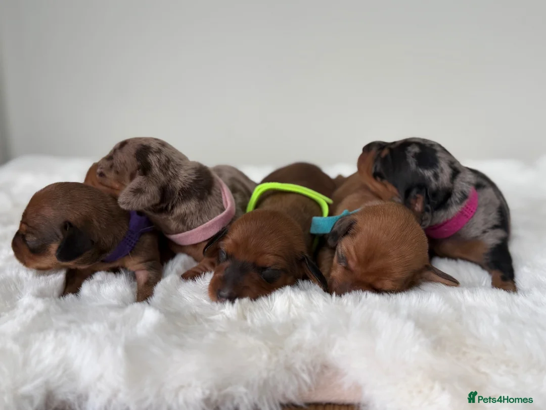 Dachshund dogs for sale: dachshund puppies For sale *1 BOY LEFT purplecol*  - Advert 1