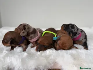 Dachshund dogs dachshund puppies For sale *1 BOY LEFT purplecol* - Advert 1