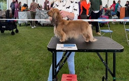 Miniature Dachshund dogs for stud: Quality mini long hair dachshund  - Image 8
