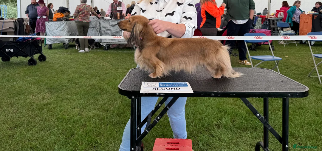 Miniature Dachshund dogs for stud: Quality mini long hair dachshund  - Advert 8