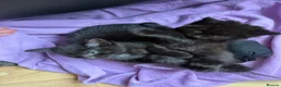 Maine Coon cats for sale: Maincoon X BSH kittens - Advert 4