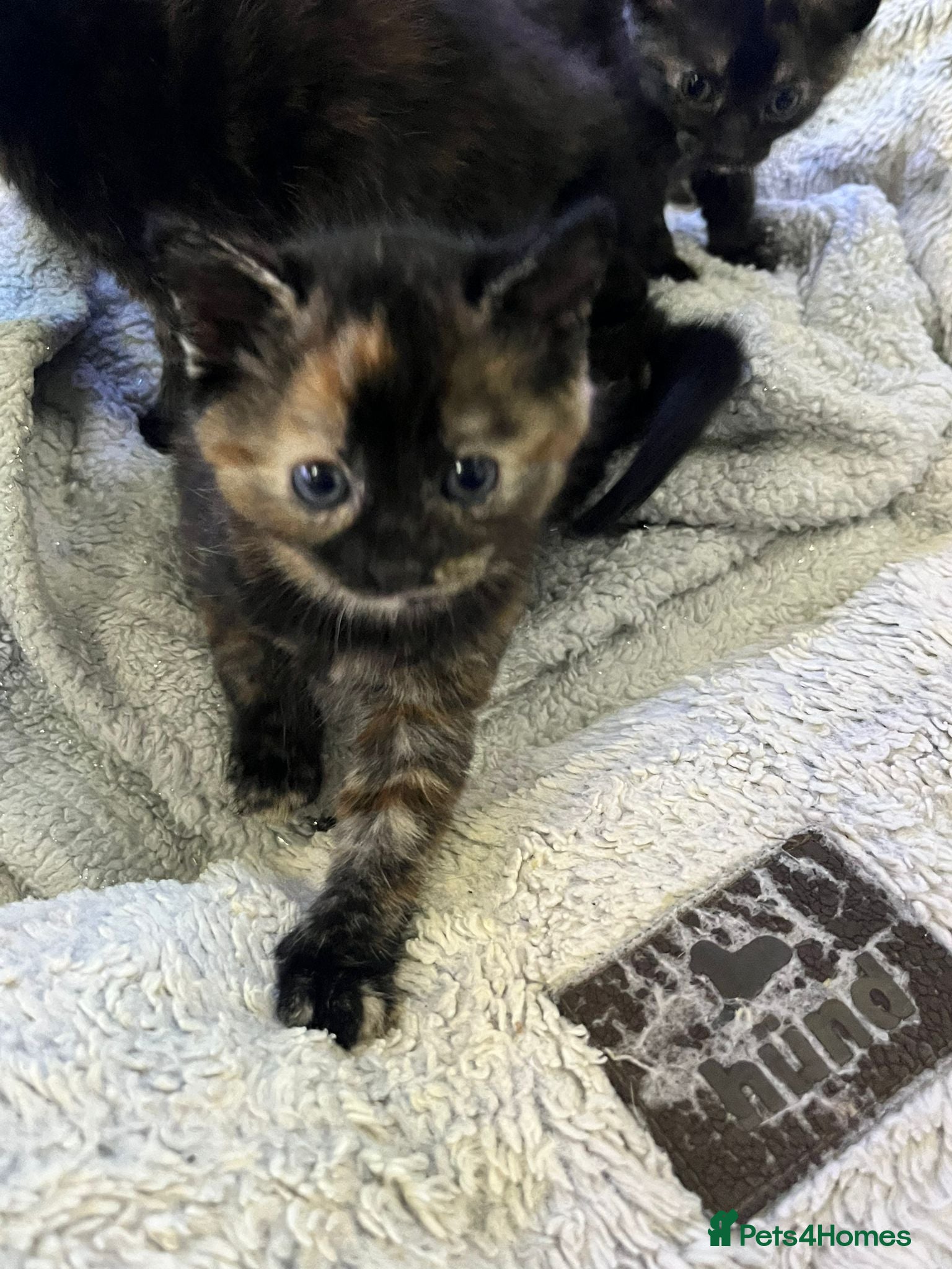 Mixed Breed cats 5 kittens 2 boys 3 girls - Advert 3