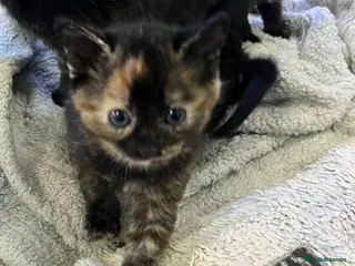 Mixed Breed cats 5 kittens 2 boys 3 girls - Advert 1