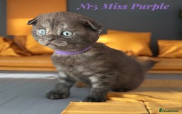 Scottish Fold cats for sale: 5 Full Pedigree Scottish Fold/Straight Kitens - Image 32