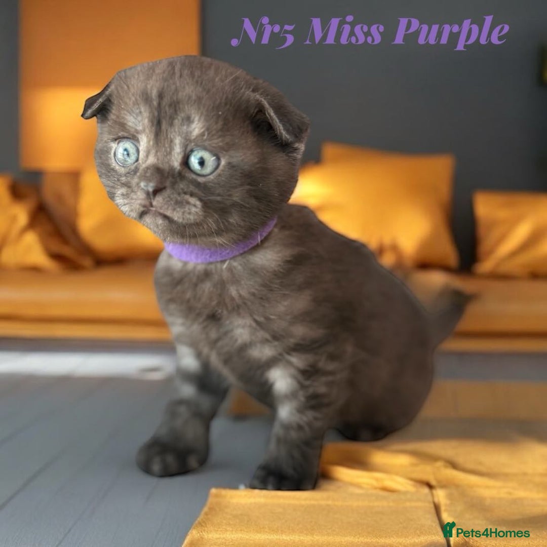 Scottish Fold cats for sale: 5 Full Pedigree Scottish Fold/Straight Kitens - Image 32