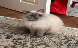Mixed Breed cats for sale: Ragdoll X Russian Blue X - Image 7