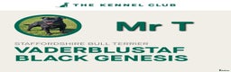 Staffordshire Bull Terrier dogs for stud: Mr T Champion sired Stud Blue gene 🧬 - Advert 16