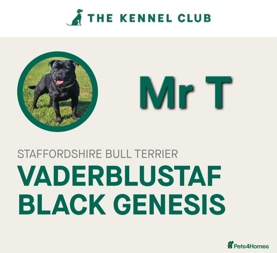 Staffordshire Bull Terrier dogs for stud: Mr T Champion sired Stud Blue gene 🧬 - Image 15