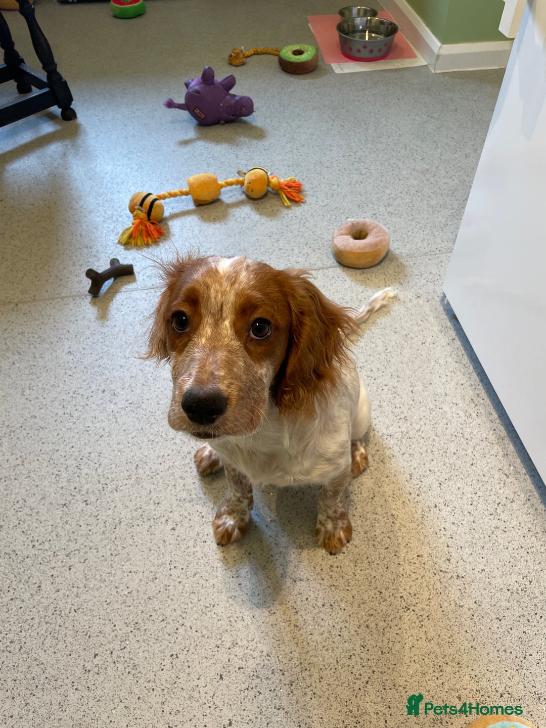 Cocker Spaniel dogs for sale: Beautiful Cocker Spaniel Female Puppy - Image 4