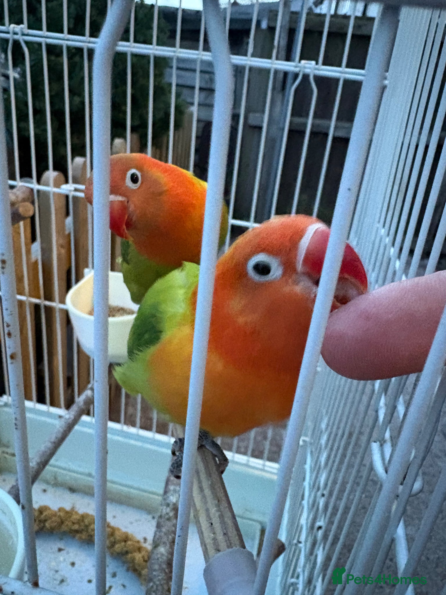 Mixed Breed birds Birds for sale  - Advert 1