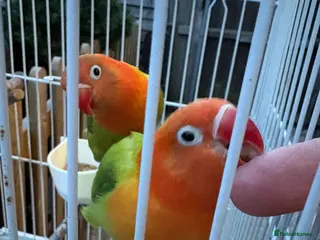 Mixed Breed birds Birds for sale - Advert 14