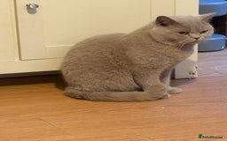 Mixed Breed cats for sale: Kittens 4 sale - Advert 1