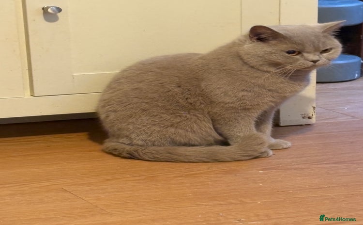 Mixed Breed cats Kittens 4 sale - Advert 2