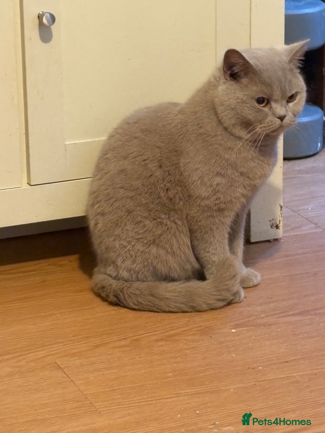 Mixed Breed cats for sale: Kittens 4 sale - Advert 1