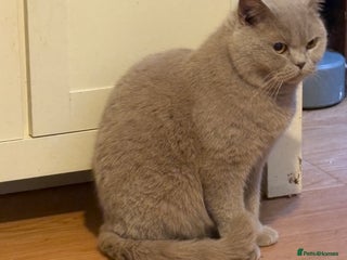 Mixed Breed cats Kittens 4 sale - Advert 2