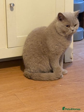 Mixed Breed cats Kittens 4 sale - Advert 2