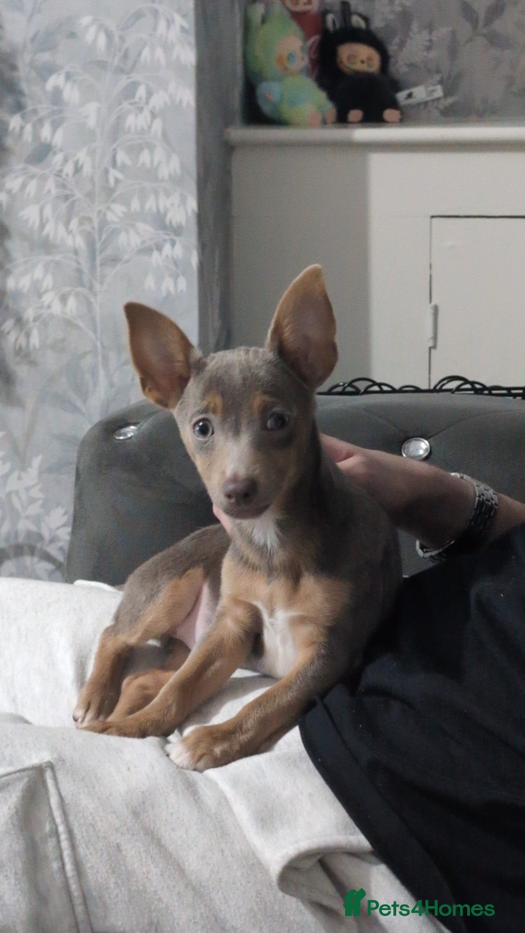 Jack Russell dogs for sale: Lilac and Tan Jack Russell - Image 7