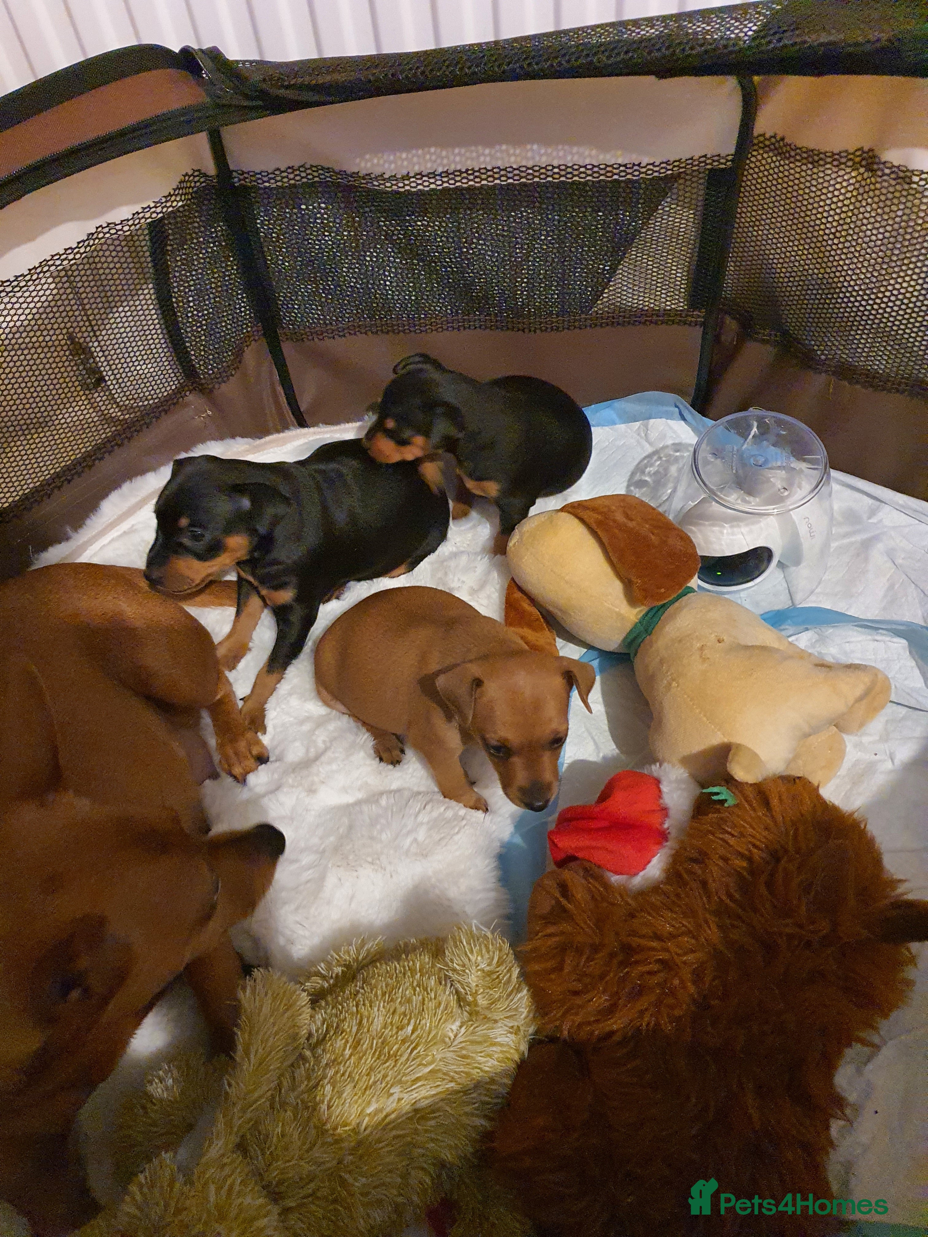 Miniature Pinscher dogs Miniature Pinscher puppies, KC registered - Advert 1